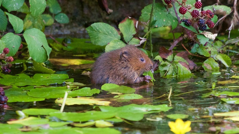A water vole sitting in water surrounded by lily pads.